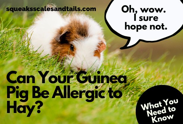 a guinea pig wondering if he can be allergic to hay