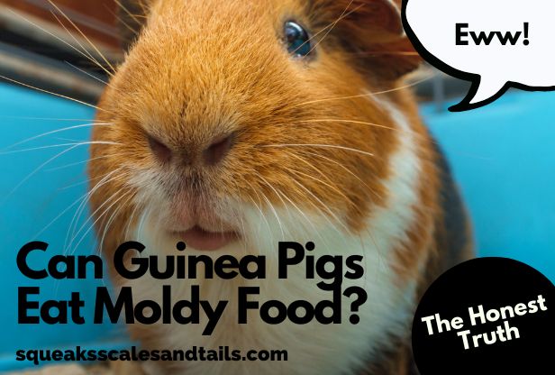 Can Guinea Pigs Eat Moldy Food? (The Honest Truth)