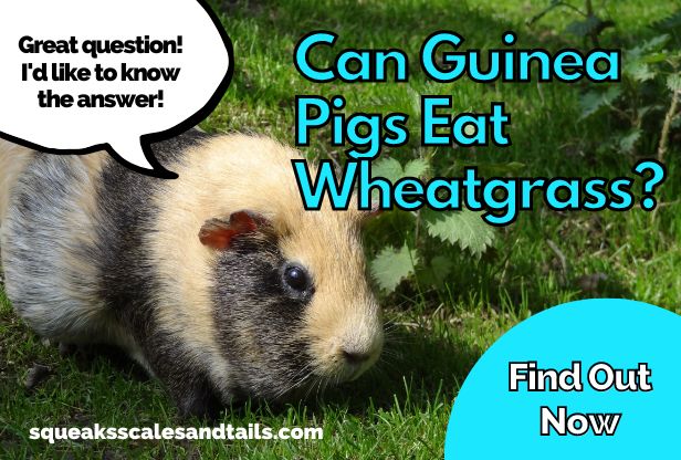 a guinea pig who wonders if he can eat wheatgrass