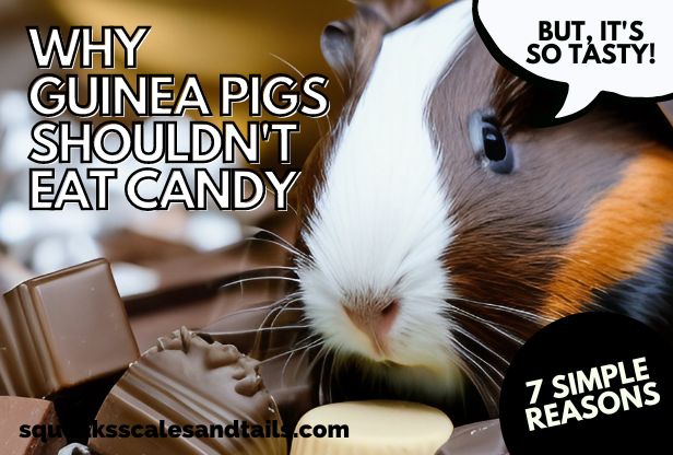 a picture of a white and brown guinea pig wondering if guinea pigs can eat candy