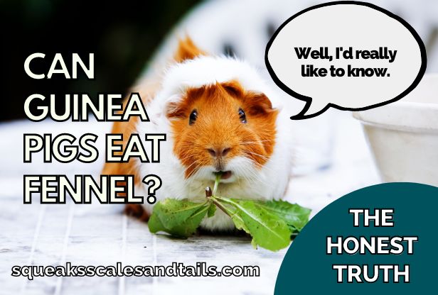 a picture of a guinea pig wondering if guinea pigs can eat fennel or not