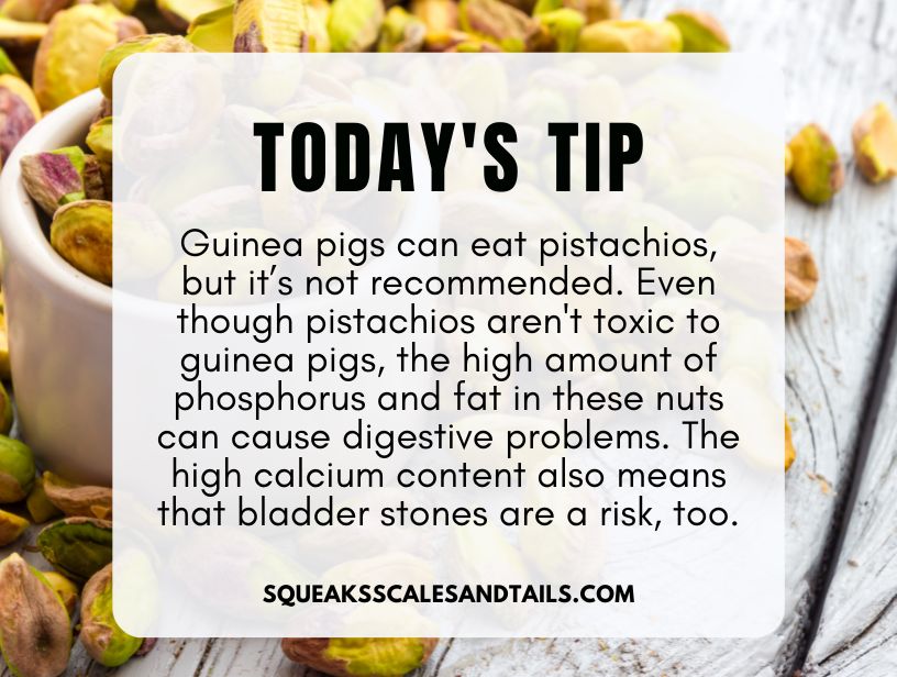 a tip about guinea pigs eating pistachios