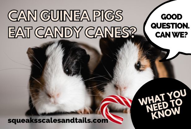 2 guinea pigs wondering if they can eat candy canes