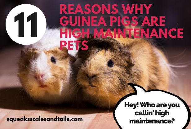 Two guinea pigs wondering if they're high maintenance or not