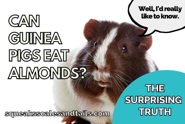 Can Guinea Pigs Eat Almonds? (The Surprising Truth Revealed)