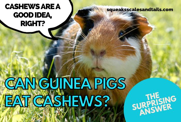 a guinea pig wondering if he can eat cashews