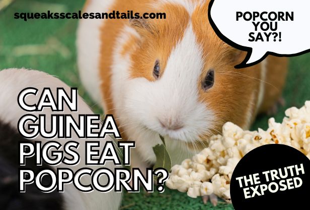 can guinea pigs eat popcorn - a guinea pig wondering if he can popcorn