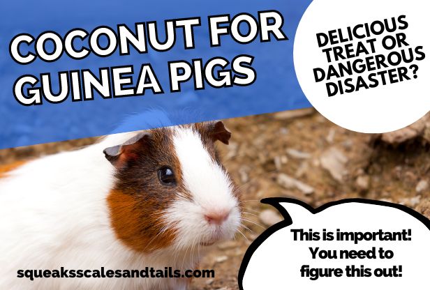 a guinea pig wondering if he can eat coconuts