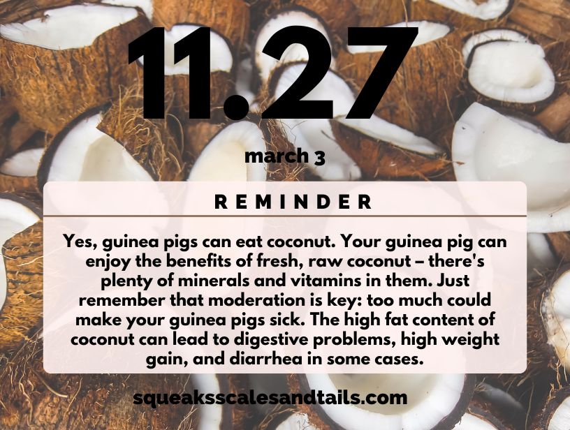 a tip about guinea pigs eating coconuts