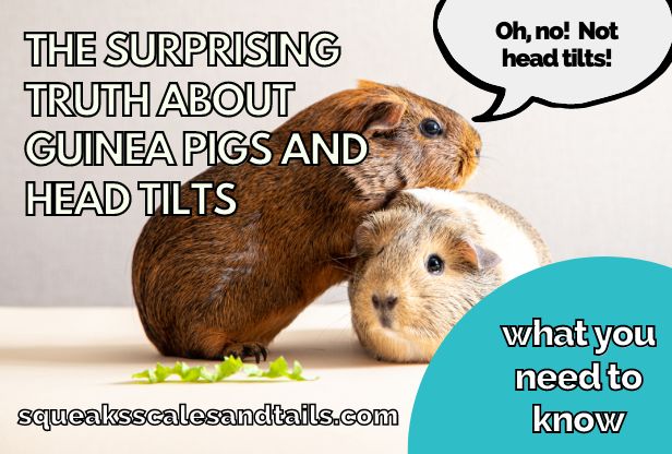 two guinea pigs wondering what causes guinea pig head tilt and how to treat it