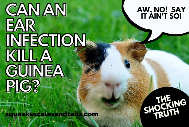 a guinea pig wondering if an ear infection can kill him.