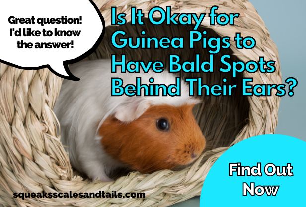 a guinea pig wondering if it's okay to have bald spots on his ears