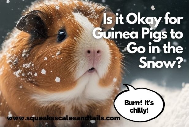 a picture of a guinea pig in the snow wondering if it's okay for guinea pigs to be in snow