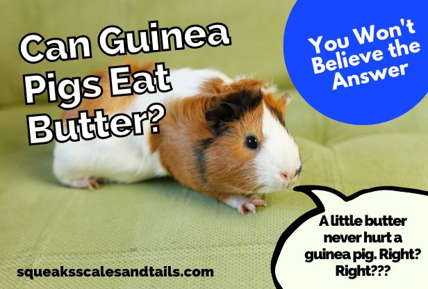 a picture of a guinea pig wondering if guinea pigs can eat butter