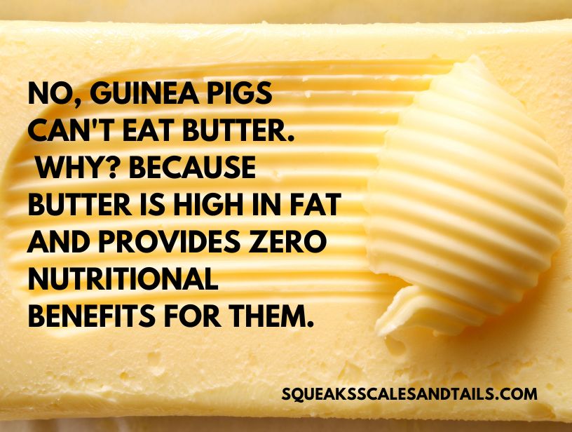 a picture of butter with a tip about how guinea pigs shouldn't eat butter