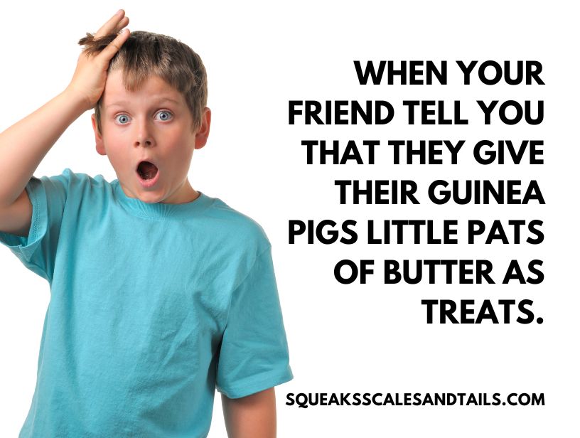 someone freaking out because someone gave their guinea pigs butter to eat