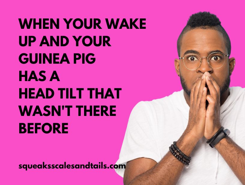 guinea pig head tilt meme