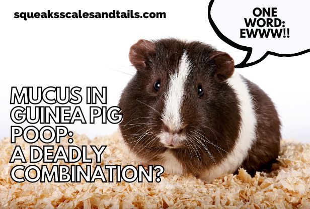 a picture of a guinea pig wondering why his poop has mucus in it