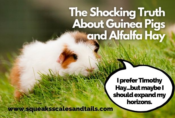 a picture of a guinea pig wondering if guinea pigs can eat alfalfa hay