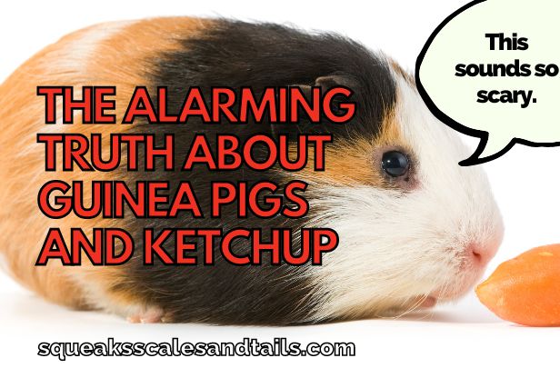 a pic of a guinea pig wondering if guinea pigs can eat ketchup