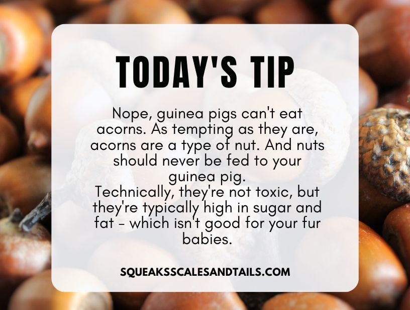 a tip about guinea pigs eating acorns