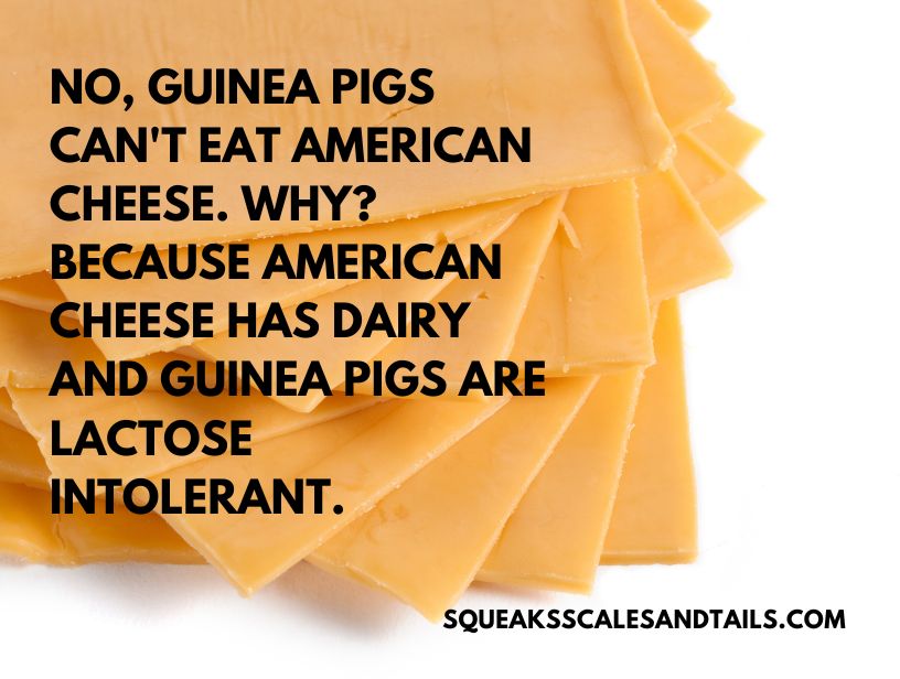a tip about guinea pigs eating american cheese
