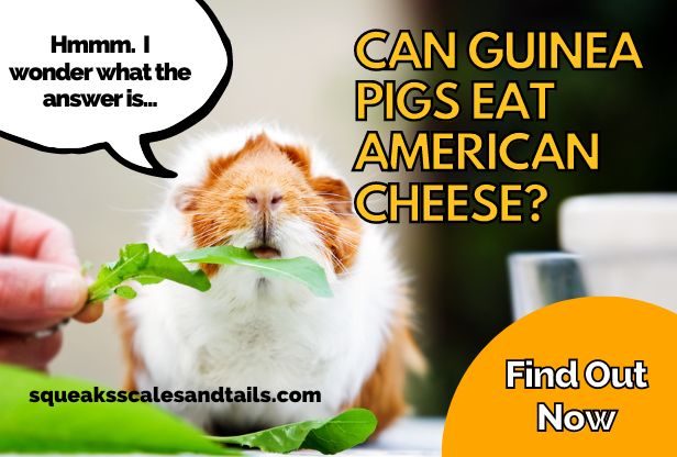 Can Guinea Pigs Eat American Cheese? (Find Out Now)