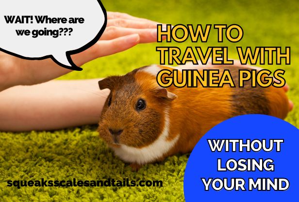 a picture of a guinea pig that's about to travel somewhere and he wants to know where they're going
