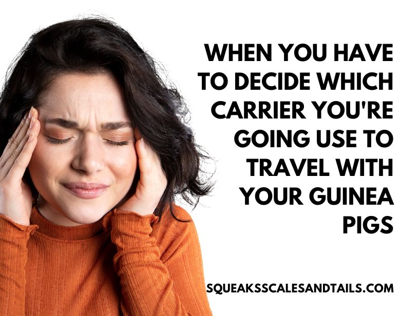 a woman freaking out about how to pick out a carrier to travel with her guinea pigs