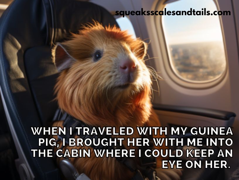 how to travel with guinea pigs-a picture of a guinea pig traveling on an airplane