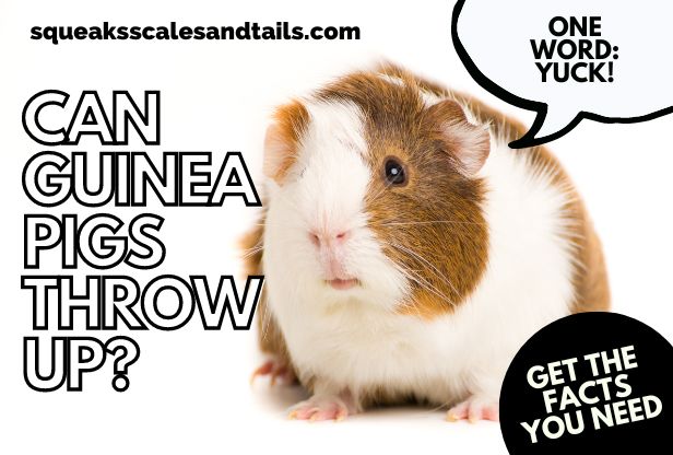 Can Guinea Pigs Throw Up? [Get the Facts You Need]